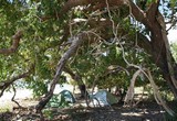 camping sous arbre sacré...