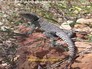 lézard nord Madagascar