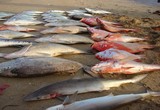 Poissons: Carpes rouges requins...