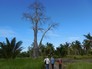 baobab